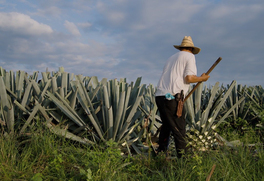 A back view of a farmer in a straw hat harvesting an agave plant in the countryside