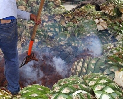 Seleccion de piñas de agave para empezar con su coción