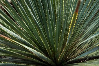 Planta de Agave espadin