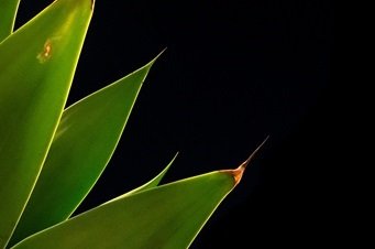 Hojas de planta de agave